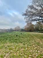 Hundeauslaufgebiet-Ehemaliger Rennplatz-Bild