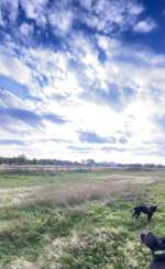 Hundeauslaufgebiet-Ehemaliger Rennplatz-Bild