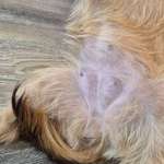 Milchleiste nach Läufigkeit-Beitrag-Bild