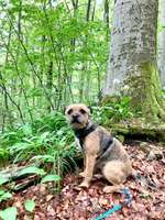 Suchmeldung-Lyka-Bild