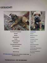 Suchmeldung-Lyka-Bild