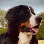 Ersteller:in Romy Profilbild