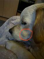 Komischer Knubbel im Gesicht-Beitrag-Bild