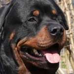 Ersteller:in Max Profilbild