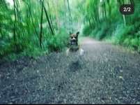 Hundeauslaufgebiet-Stadtwald Saarbrücken-Bild