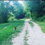 Hundeauslaufgebiet-Naturschutzgebiet am Osthafen-Bild