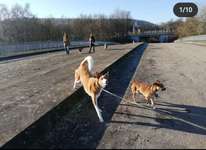Hundeauslaufgebiet-Naturschutzgebiet am Osthafen-Bild