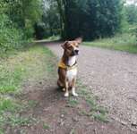 Hundeauslaufgebiet-Naturschutzgebiet am Osthafen-Bild