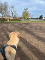 Hundeauslaufgebiet-Hundeplatz Orangerie-Bild