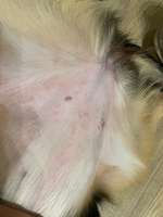 Kratzen und Ausschlag-Beitrag-Bild