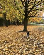 Hundeauslaufgebiet-Oststadt-Bild