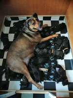 Geschwistersuche von Elsa-Beitrag-Bild