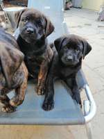 Geschwistersuche von Elsa-Beitrag-Bild