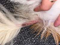 Ausschlag-Beitrag-Bild