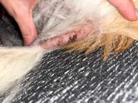 Ausschlag-Beitrag-Bild