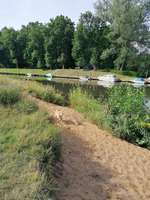 Hundeauslaufgebiet-Allerwiese klein Hehlen-Bild