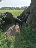 Hundeauslaufgebiet-Allerwiese klein Hehlen-Bild