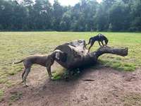 Hundeauslaufgebiet-Lingen-Bild