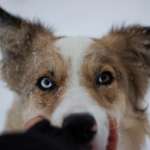 Ersteller:in Leiknas Profilbild