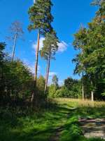 Hundeauslaufgebiet-Rotwildpark/Wald Stuttgart West-Bild