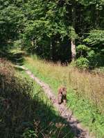 Hundeauslaufgebiet-Rotwildpark/Wald Stuttgart West-Bild