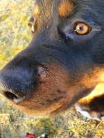 Knubbel an der Nase-Beitrag-Bild