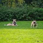 Hundeauslaufgebiet-Balker Aue-Bild