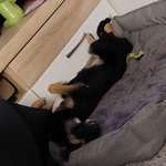 Ersteller:in Talea Profilbild