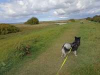 Hundeauslaufgebiet-Großenbroder Weststrand-Bild