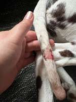 Happy Tail Syndrom-Beitrag-Bild