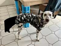 Happy Tail Syndrom-Beitrag-Bild