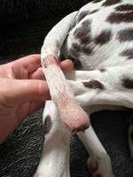 Happy Tail Syndrom-Beitrag-Bild