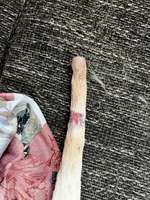 Happy Tail Syndrom-Beitrag-Bild