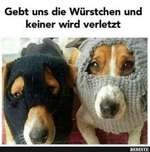 Hunde Memes-Beitrag-Bild