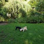 Hundeauslaufgebiet-Eilenau/Von-Essen-Straße-Bild