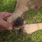 Rote pfoten-Beitrag-Bild
