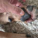 Rote pfoten-Beitrag-Bild