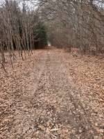 Hundeauslaufgebiet-Wanderrundweg Angelberger Forst-Bild