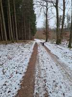Hundeauslaufgebiet-Wanderrundweg Angelberger Forst-Bild