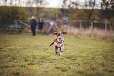 Hundeauslaufgebiet-Hundewiese-Bild