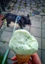 Barf Rezepte-Beitrag-Bild