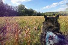 Wandern/Trekking mit Hund-Beitrag-Bild