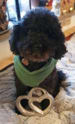 Valentins Wuffis-Beitrag-Bild