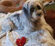 Valentins Wuffis-Beitrag-Bild