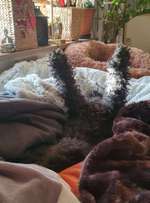 Hands,äh Pfoten up in the Air-Beitrag-Bild