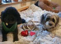 Valentins Wuffis-Beitrag-Bild