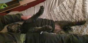 Hands,äh Pfoten up in the Air-Beitrag-Bild