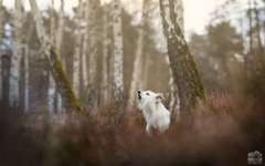 Toolbox zur Unterstützung gestresster Hunde-Beitrag-Bild