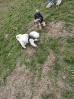 Hundeauslaufgebiet-Linden-Nord-Bild