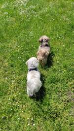 Hundeauslaufgebiet-Linden-Nord-Bild